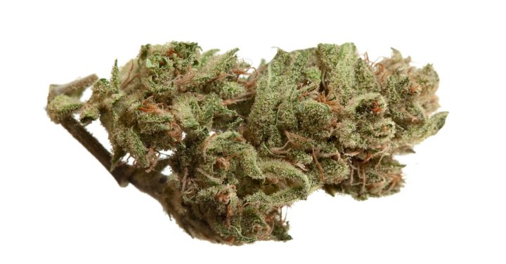 Lemon Haze. Dankt zijn naam uiteraard aan de duidelijke aanwezigheid van het terpeen limonene. Foto: Pilate, Shutterstock