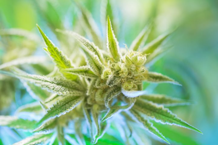 Je kunt een autoflower midden in de zomer afbloeien, geen gedoe met verduisteren of toprot. Foto: Artazum, Shutterstock