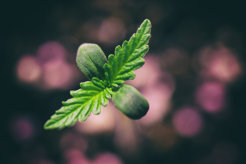 cannabis zaailing lobblaadjes