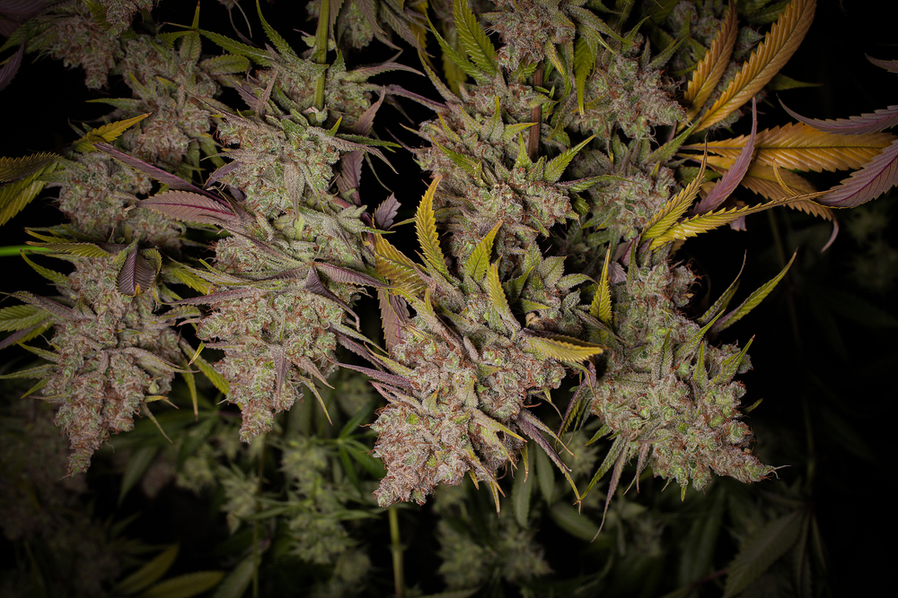 Wiet hangt te drogen in het donker