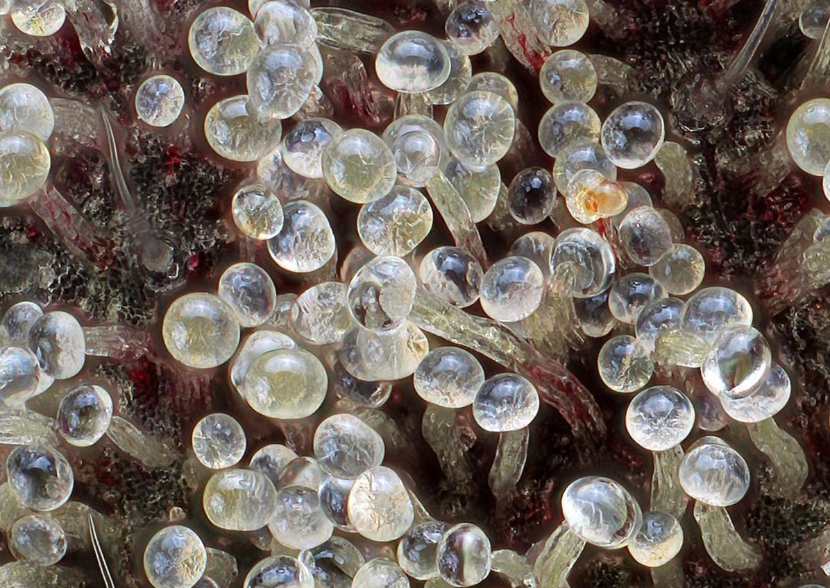 Wauw! Zo mooi zag wiet er nooit eerder uit - CNNBS.nl