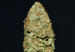 Moon Walker Kush
