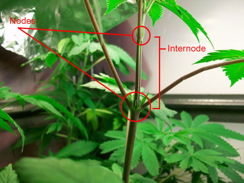 Nodes en internodes bij wietplanten