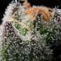 Hoe kun je wiet met meer smaak (terpenen) kweken?