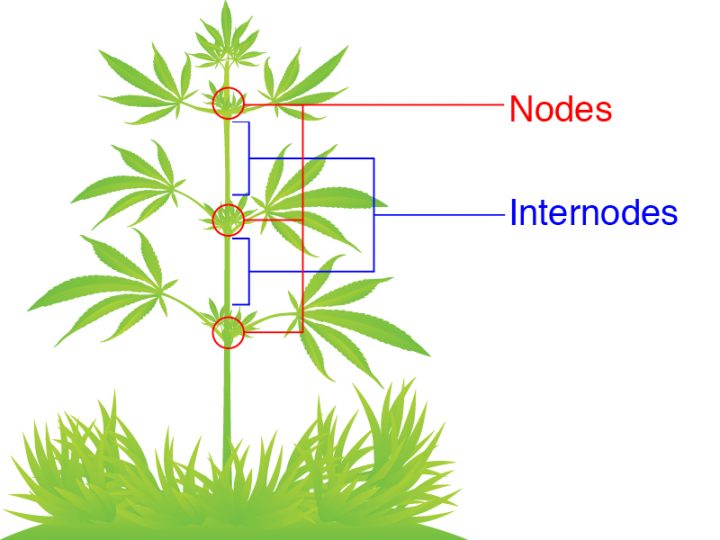 nodes en internodes