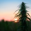 CBN (cannabinol) - Natuurlijk slaapmiddel én pijnstiller