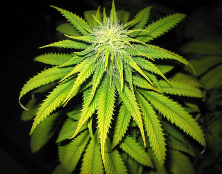 Wietplant met bladproblemen door een tekort