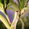 Een wietplant toppen: wat haal je weg, en wanneer?