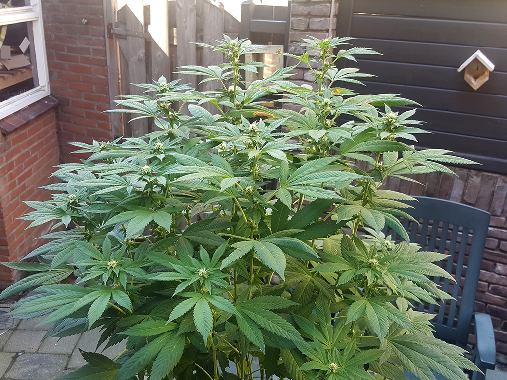 Training voor wietplanten buiten CNNBS.nl