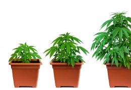 cannabis kweken plan van week tot week