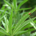 De cannabis jungle: het leven rondom de wietplant