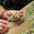 5 kniptips om zelfs de lelijkste wiet mooi te maken