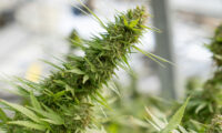 Fotosynthese bij wietplanten