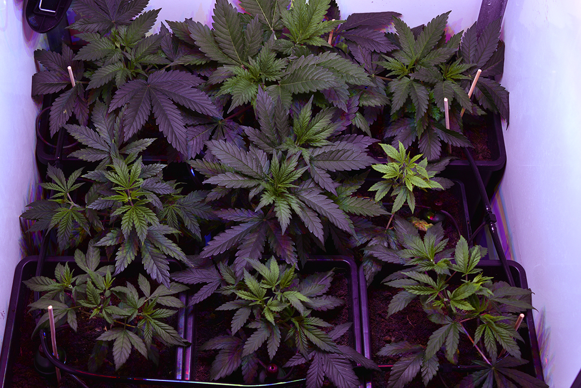 Candy Dawg Kush vs. Dinamed CBD vs. varenrouwmug CNNBS.nl