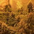 AK-OG Kush: knallende kruising, sterk en zwaar effect 💪
