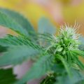 Wat kun je met een hermafrodiete wietplant?