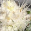 Photobleaching, light (LED) bleach, light burn en lichtstress bij wietplanten
