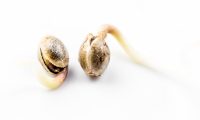 gefeminiseerde wietzaadjes