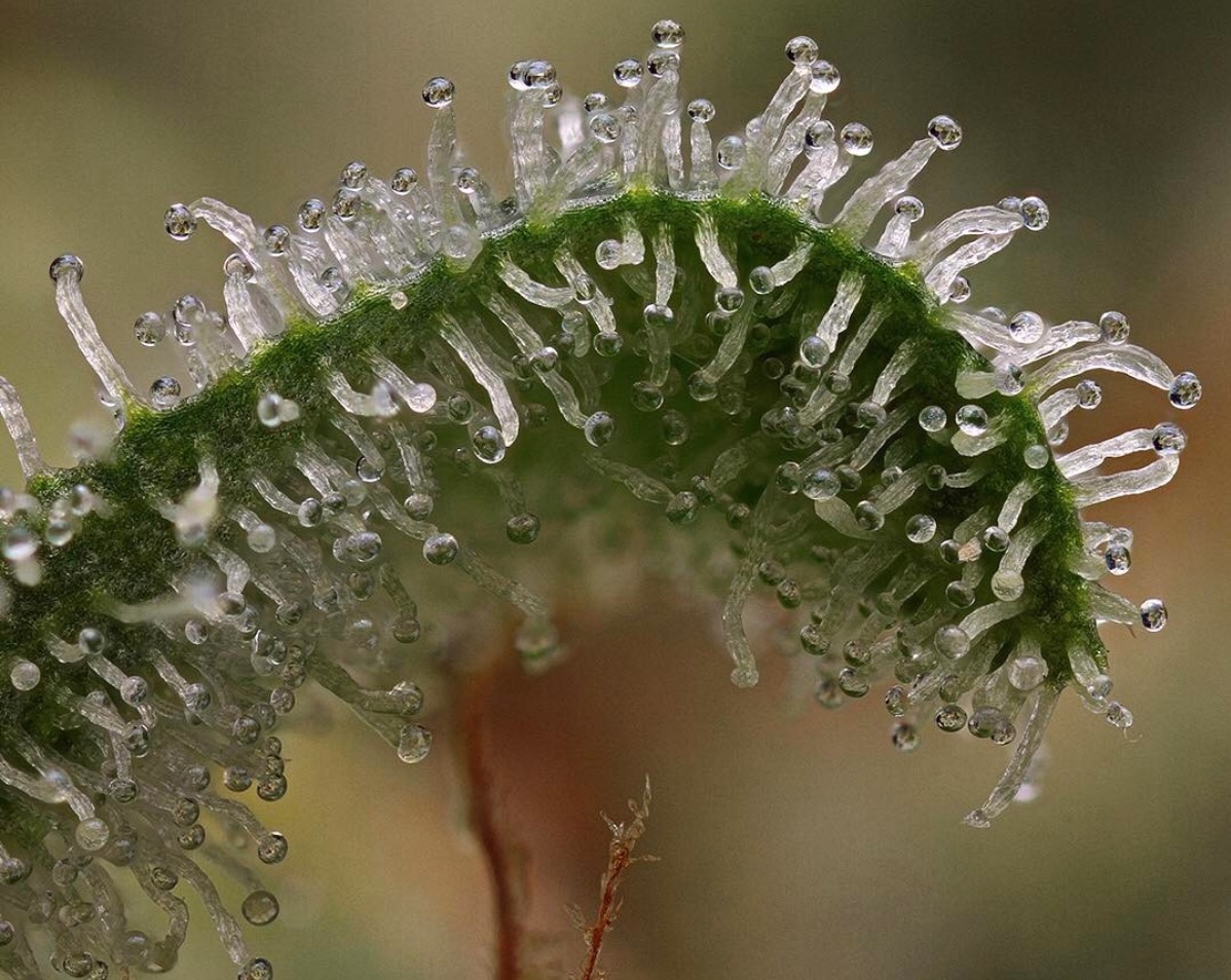 Wauw! Wietfotos uit een geheel nieuwe dimensie - CNNBS.nl