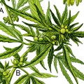 Anatomie: de ontleding van een wietplant