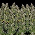 Wat is het maximale aantal toppen aan een wietplant?