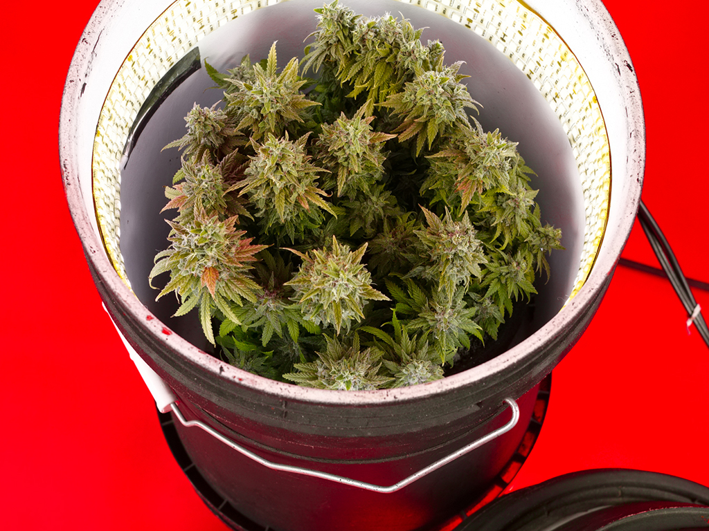 Video wiet kweken in een emmer! (Space Bucket) CNNBS.nl