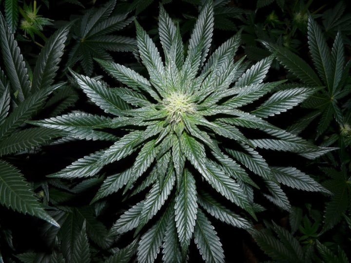 Zo blijven wietplanten groen tot aan de oogst - CNNBS.nl