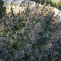 Hoeveel wiet kan je buiten eigenlijk van 5 planten oogsten?