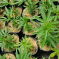 Wat een laag mulch voor wietplanten doet
