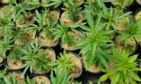 Mulch voor wietplanten