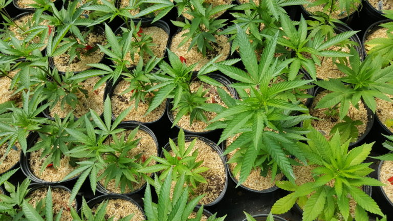 Mulch voor wietplanten