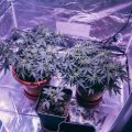 In 10 stappen een kweekruimte voor wietplanten maken