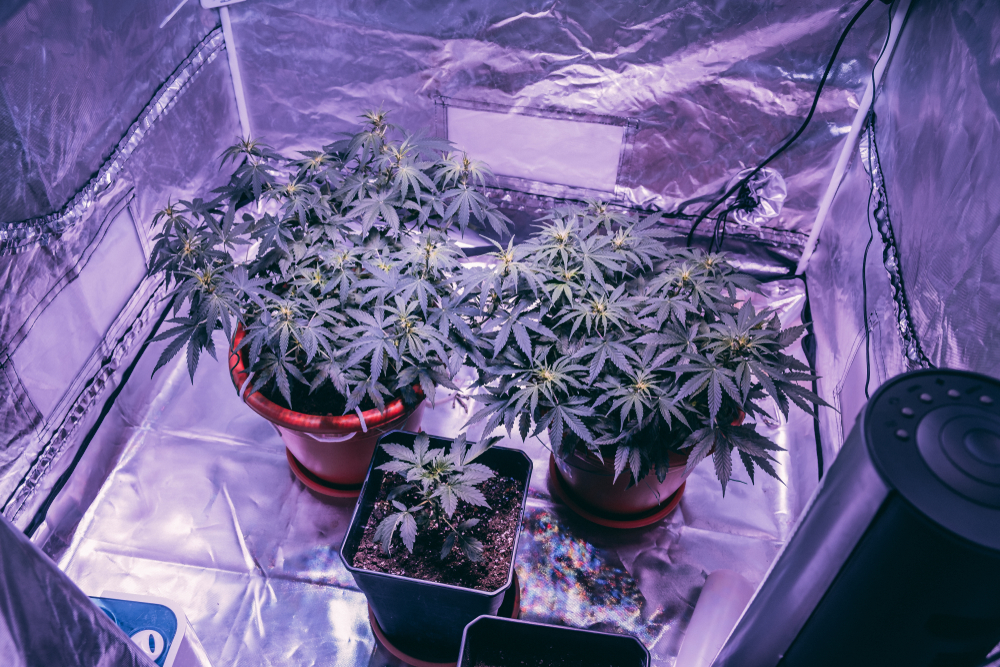 In 10 stappen een kweekruimte voor cannabis - CNNBS.nl - CNNBS