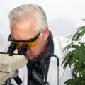 Waaróm zitten er eigenlijk THC, CBD en andere cannabinoïden in wiet?