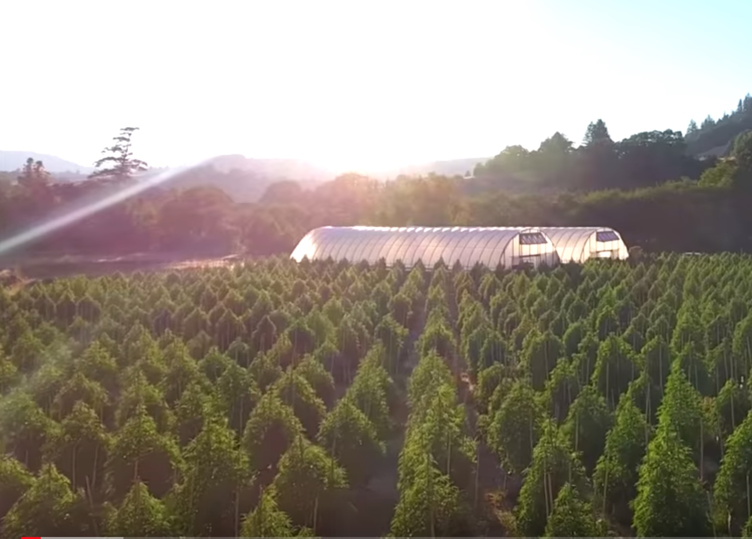 Video >> Honeydew Farms, wietmekka in Humboldt County CNNBS.nl