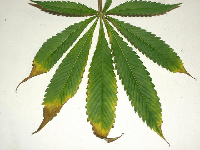 Желтеют кончики листьев у конопли в крови нашли марихуану