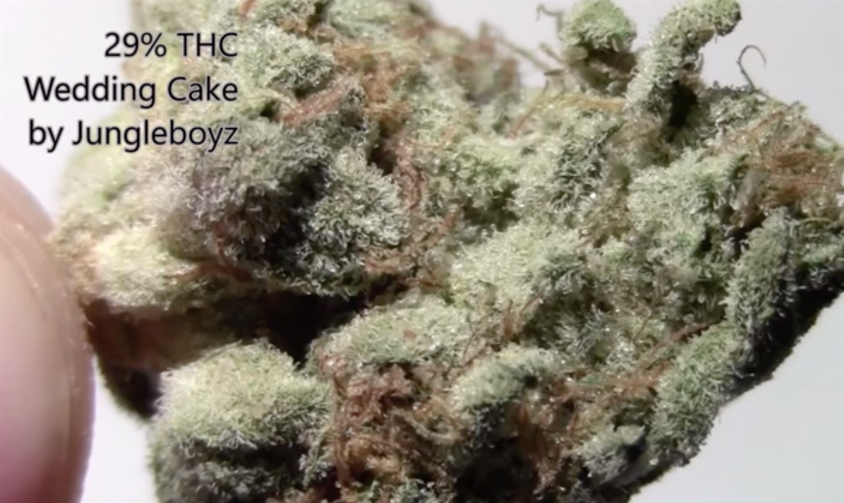 Kijk, zo ziet wiet met 30+ THC eruit CNNBS.nl