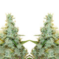 Het euforische effect van Amnesia Mac Ganja