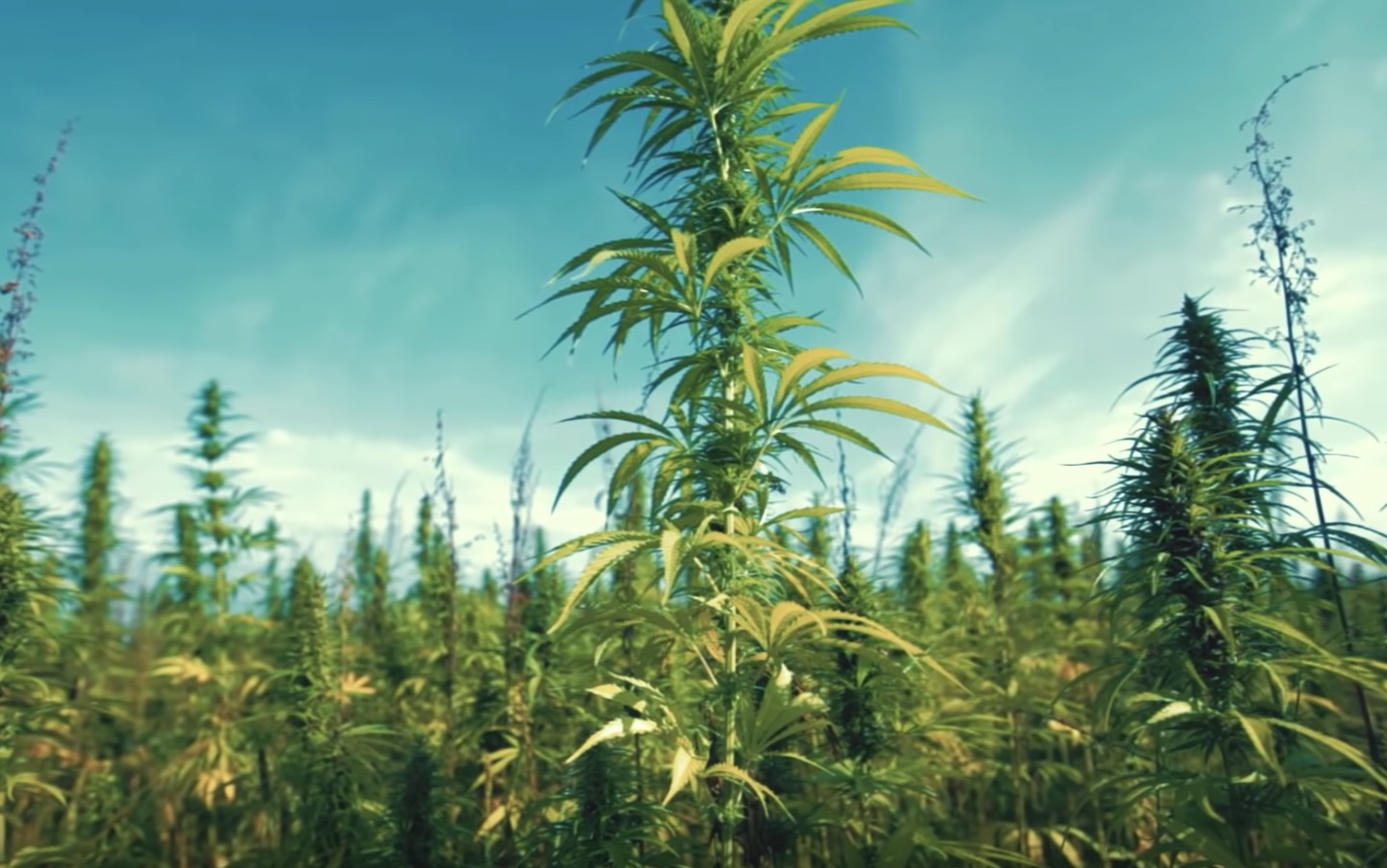 landrassen cannabis