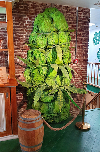Monsterlijk grote wiettop in Cannabis Museum Amsterdam CNNBS.nl