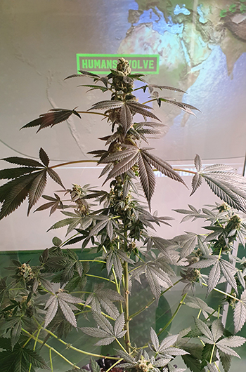 Echte wietplant in Cannabis Museum Amsterdam