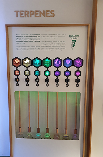 Ruik de terpenen (geurstoffen) van wiet in Cannabis Museum Amsterdam