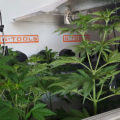 Willie Wietmans Critical Orange Punge groeit veel sneller dan de andere wietplanten in de CNNBS G-Kit XL