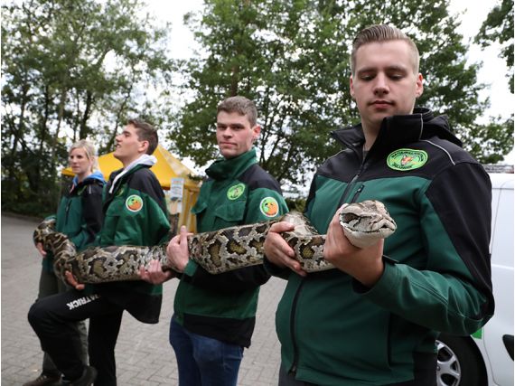enorme tijgerpython in oosterbeek stelt experts voor... Tijgerpython (!) bewaakt 10 Belgische wietplanten - CNNBS.nl