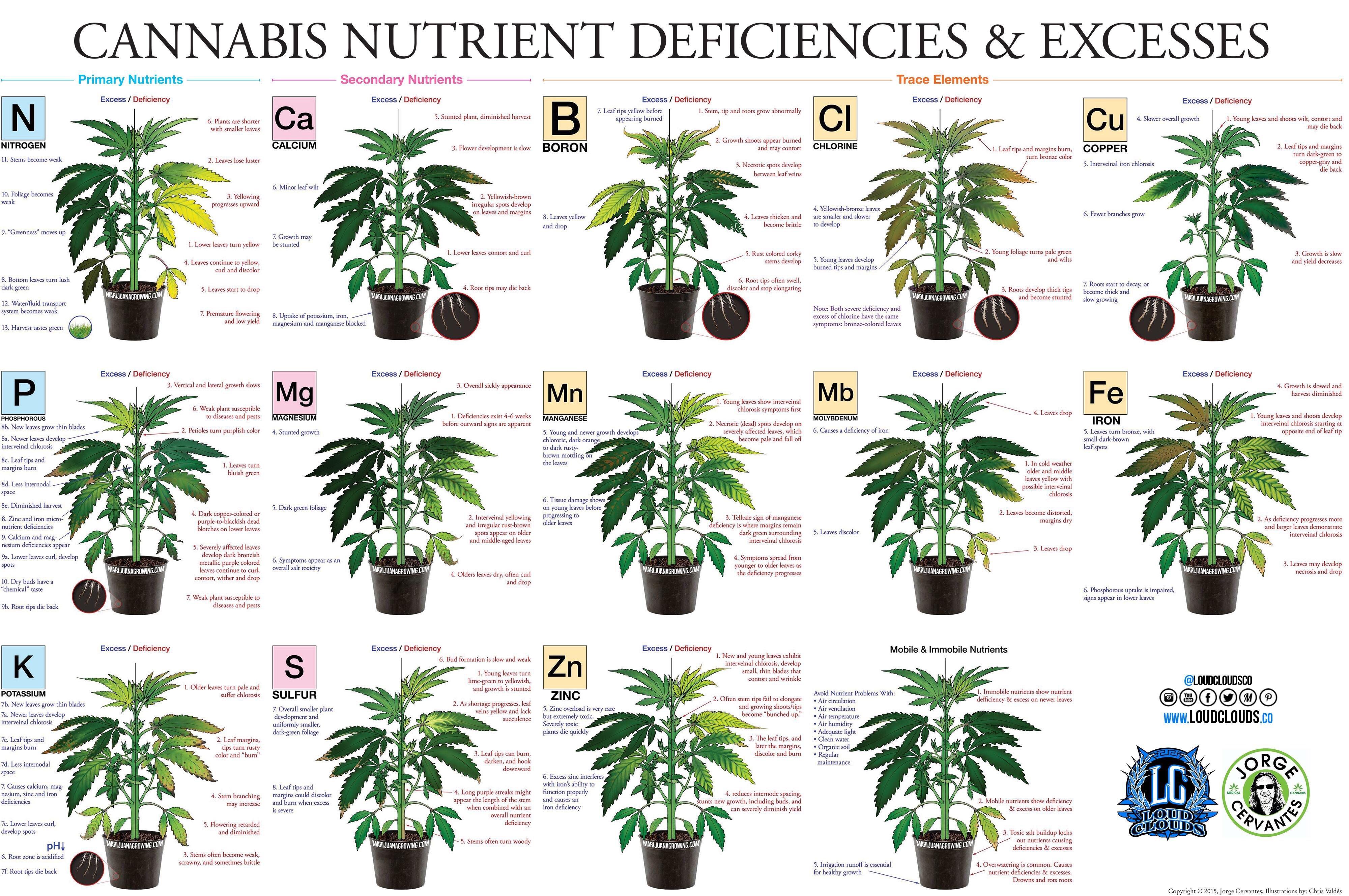 cannabis-voedingsproblemen.jpg