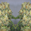 CBD Black Widow