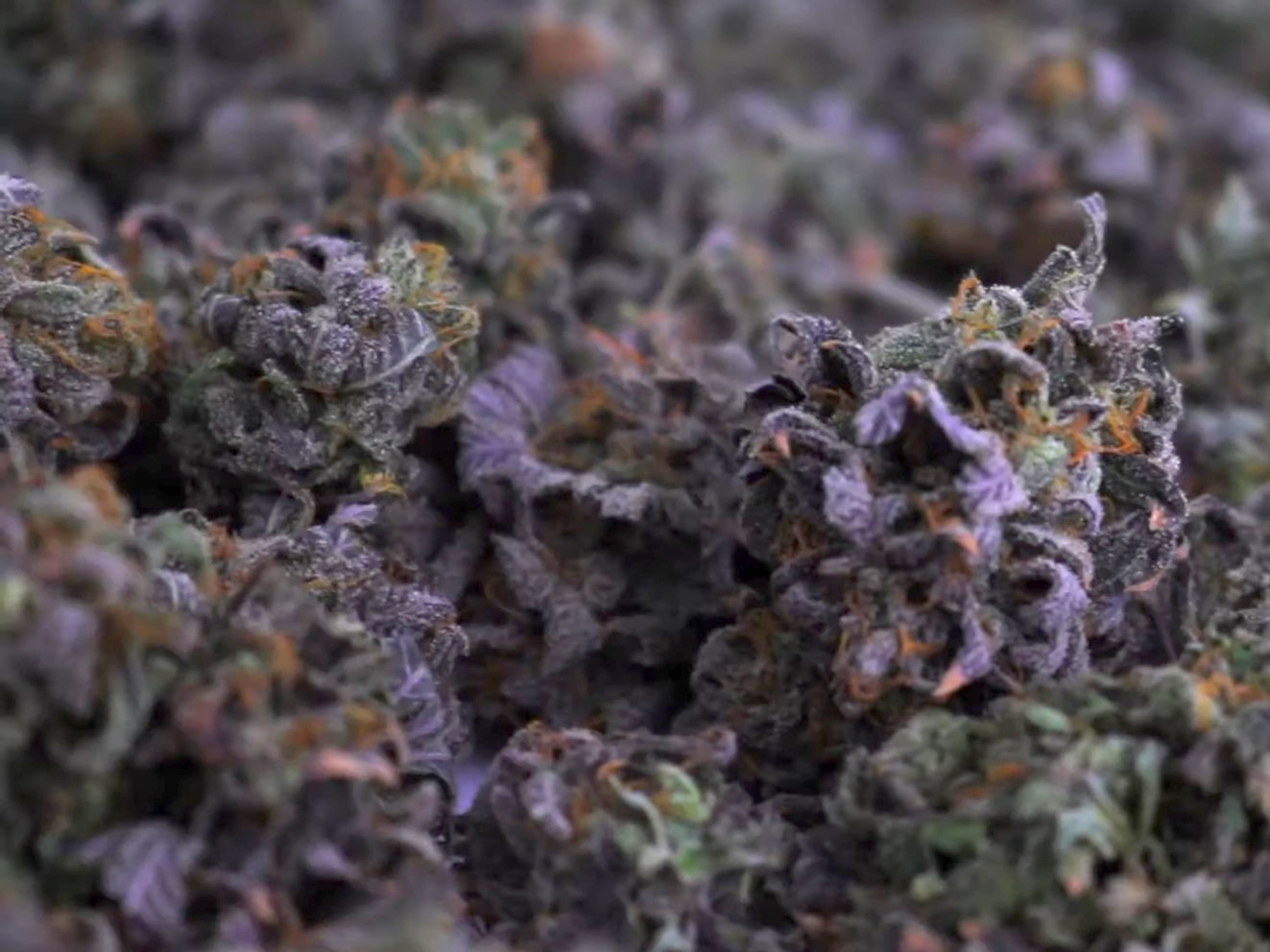 Speciaal voor jou ❤ volvette bud porn! - CNNBS.nl