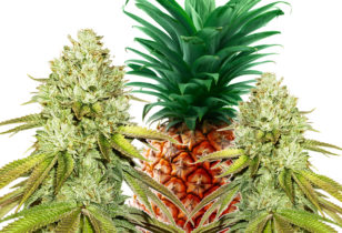 Pineapple