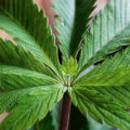 Kijken: 11 knettergekke cannabiskneusjes