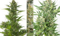 Amnesia XXL Auto